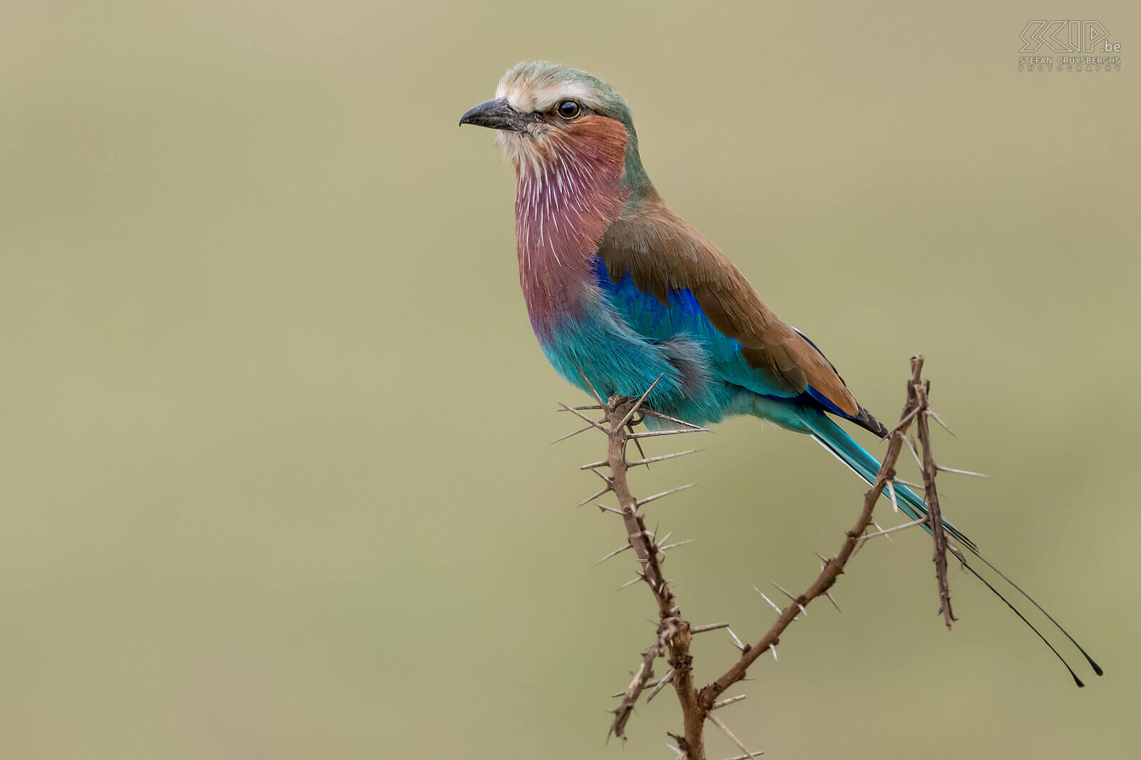 Nakuru NP - Lilac-breasted roller The lilac-breasted roller (Coracias caudatus) is a common but beautiful bird that can be mostly seen at the tops of trees from where it can spot insects, lizards, snails, small birds and rodents at the ground. Stefan Cruysberghs